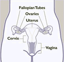 Female Reproductive System Diagram